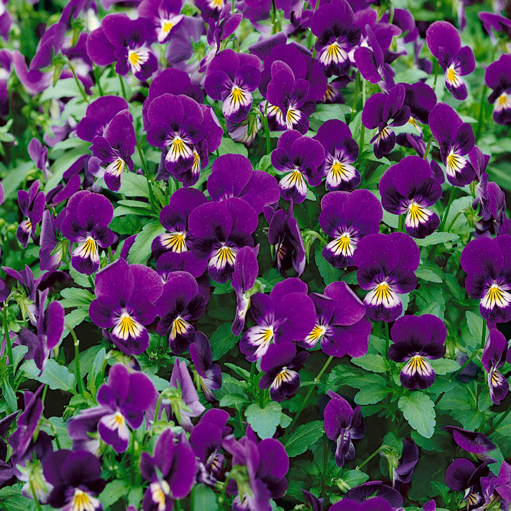 viola plant