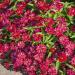 Zinnia Hot Cherry Flower Seeds