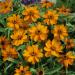 Zinnia Orange Star Flowers