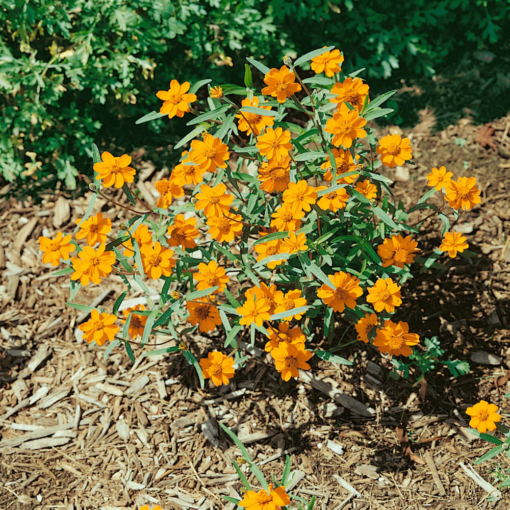 Zinnia Seeds | Star Orange