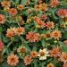 Zinnia Flower Seeds Apricot