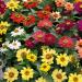 Zinnia Profusion Double Flower Mix