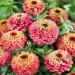 Zinnia Elegans Queeny Lime Red Flowers