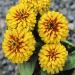 Zinnia Swizzle Scarlet Yellow Garden Flower Seeds