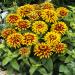 Zinnia Swizzle Scarlet Yellow Flowers