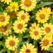 Zinnia Yellow Flowers