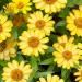 Zinnia Garden Yellow Flowers