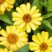 Zinnia Profusion Yellow Flower Seeds