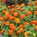 Zinnia Orange Garden Flower Seeds