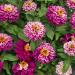 Zinnia Zahara Raspberry Ripple Garden Flowers