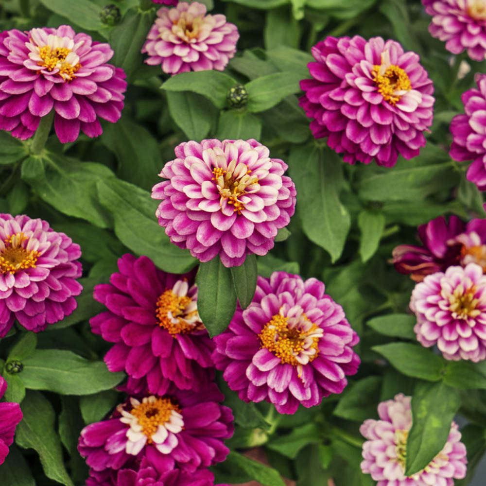 Zinnia Marylandica Zahara Double Raspberry Ripple Flower Seeds