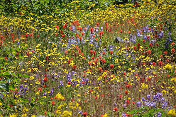 Bulk Wildflower Seed Mixes - Annual and Perennial