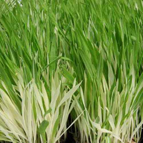 Cat Grass Seeds - Hordeum Vulgare Ornamental Grass Seed