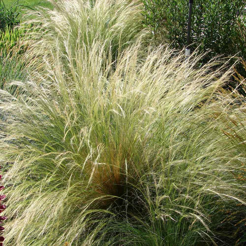Stipa Tenuissima Mexican Feather Grass