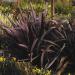 Phormium Tenax Purpureum Ornamental Plant