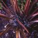 Phormium Tenax Purpureum Grass