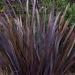 Phormium Tenax Purpureum Plants