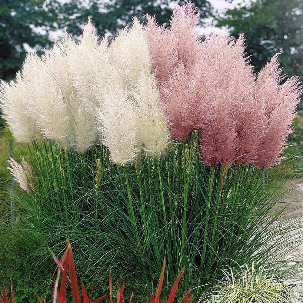 Pink Pampas Grass 200 Seeds - Cortaderia - Hirt's Gardens