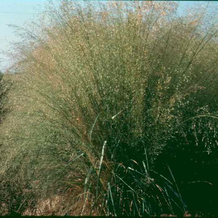 Grass in Beach Sand