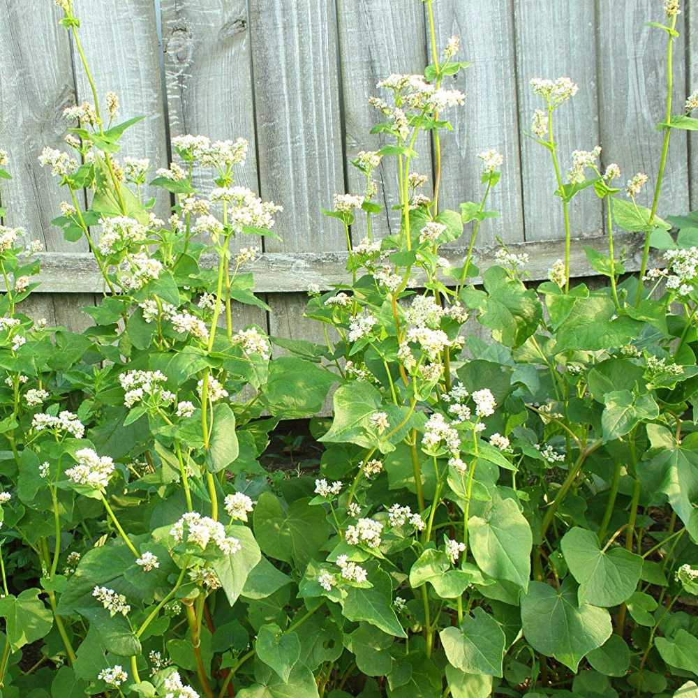 Buckwheat For Cover Crops & Green Manure