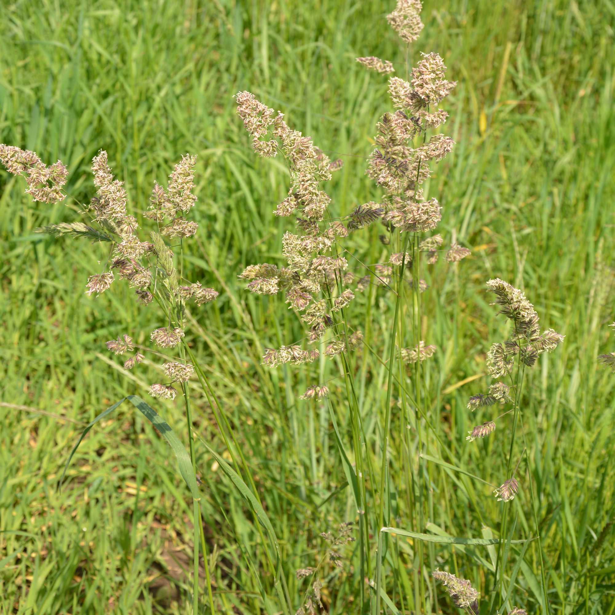Orchard grass is a very popular pasture grass seed.