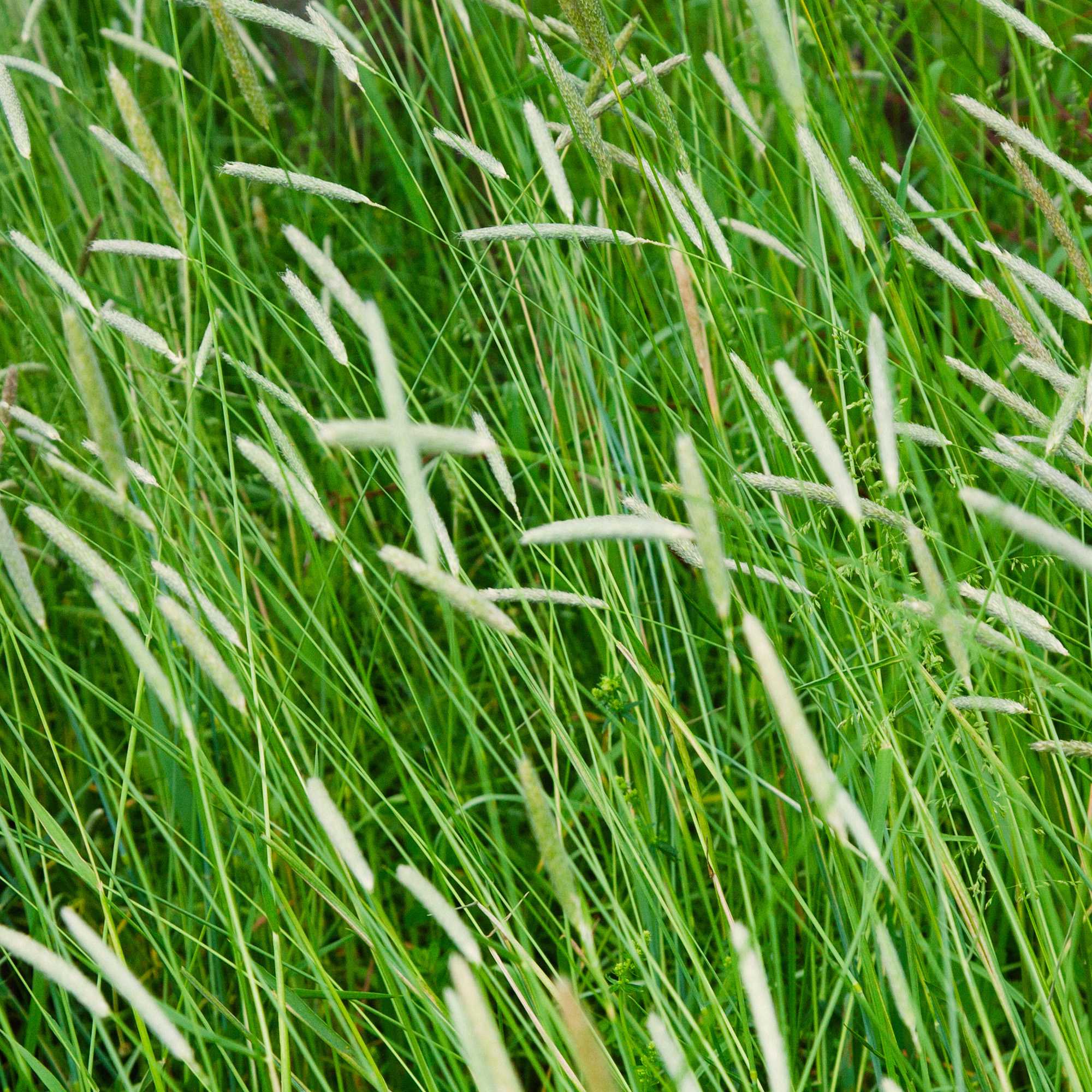 timothy grass
