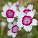 Dianthus Arctic Fire Flowers