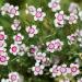 Dianthus Arctic Fire Plants