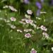 Dianthus Arctic Fire Groundcover