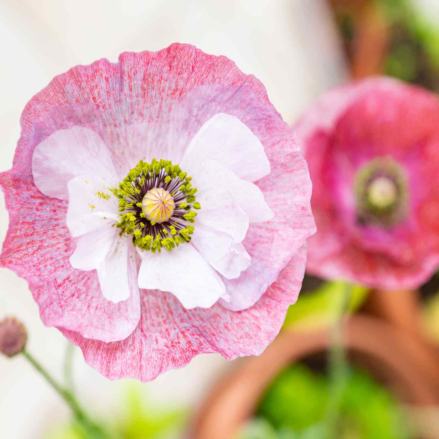 Papaver Rhoeas Mother of Pearl Flowers