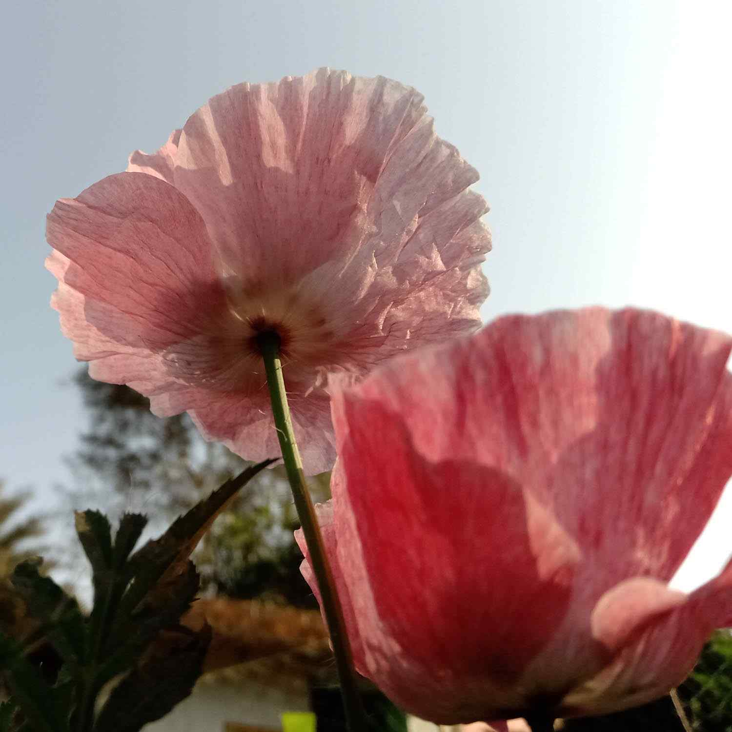 Papaver Mother of Pearl Poppy Flowers