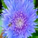 Stokesia Blue Star Flowers