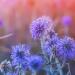 Stokesia Blue Flowers