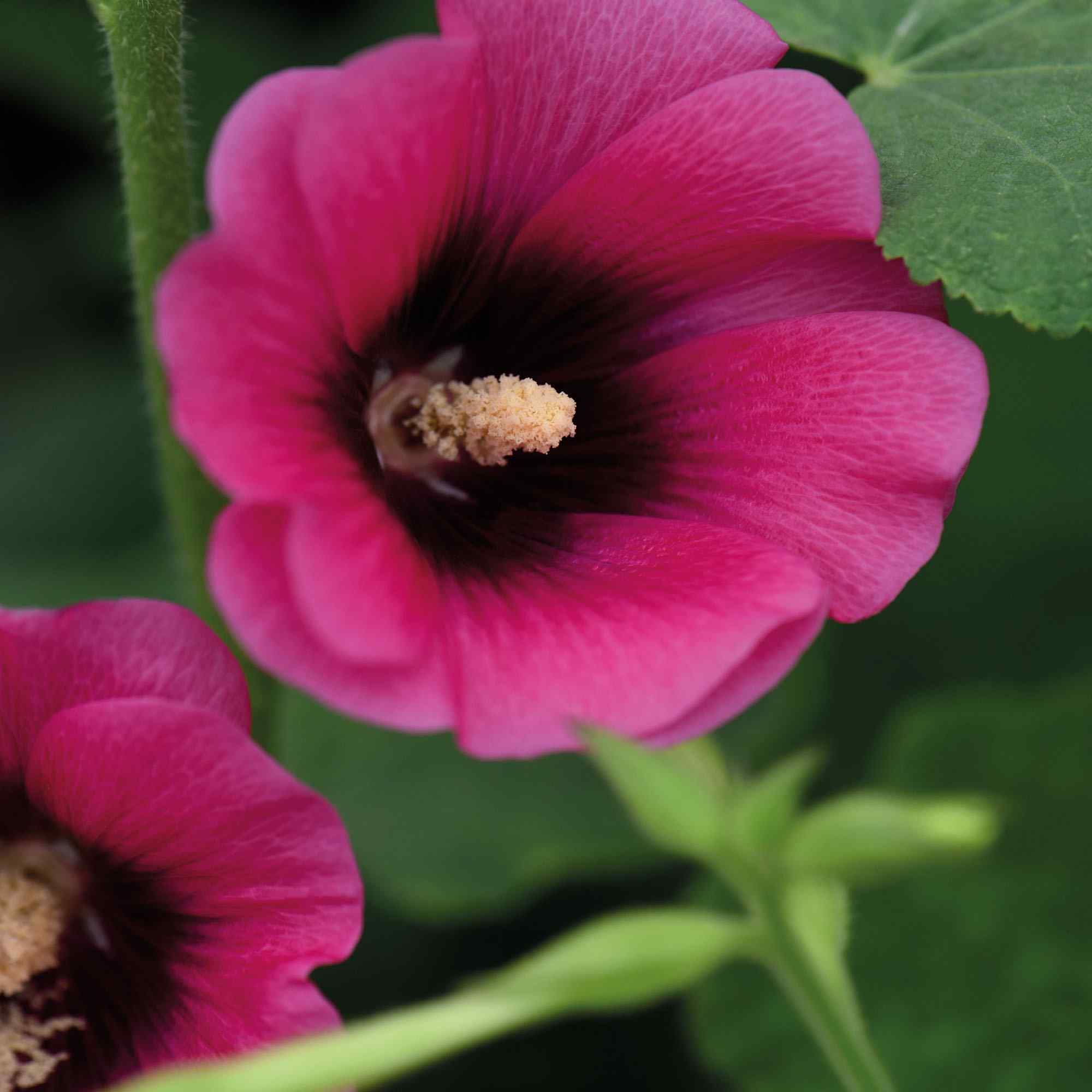 Alcea rosea – Bee Happy Plants
