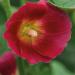 Hollyhock Halo Red Flower Seeds