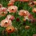 Calendula Bronzed Beauty Flowers