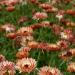 Calendula Bronzed Beauty Garden Flowers