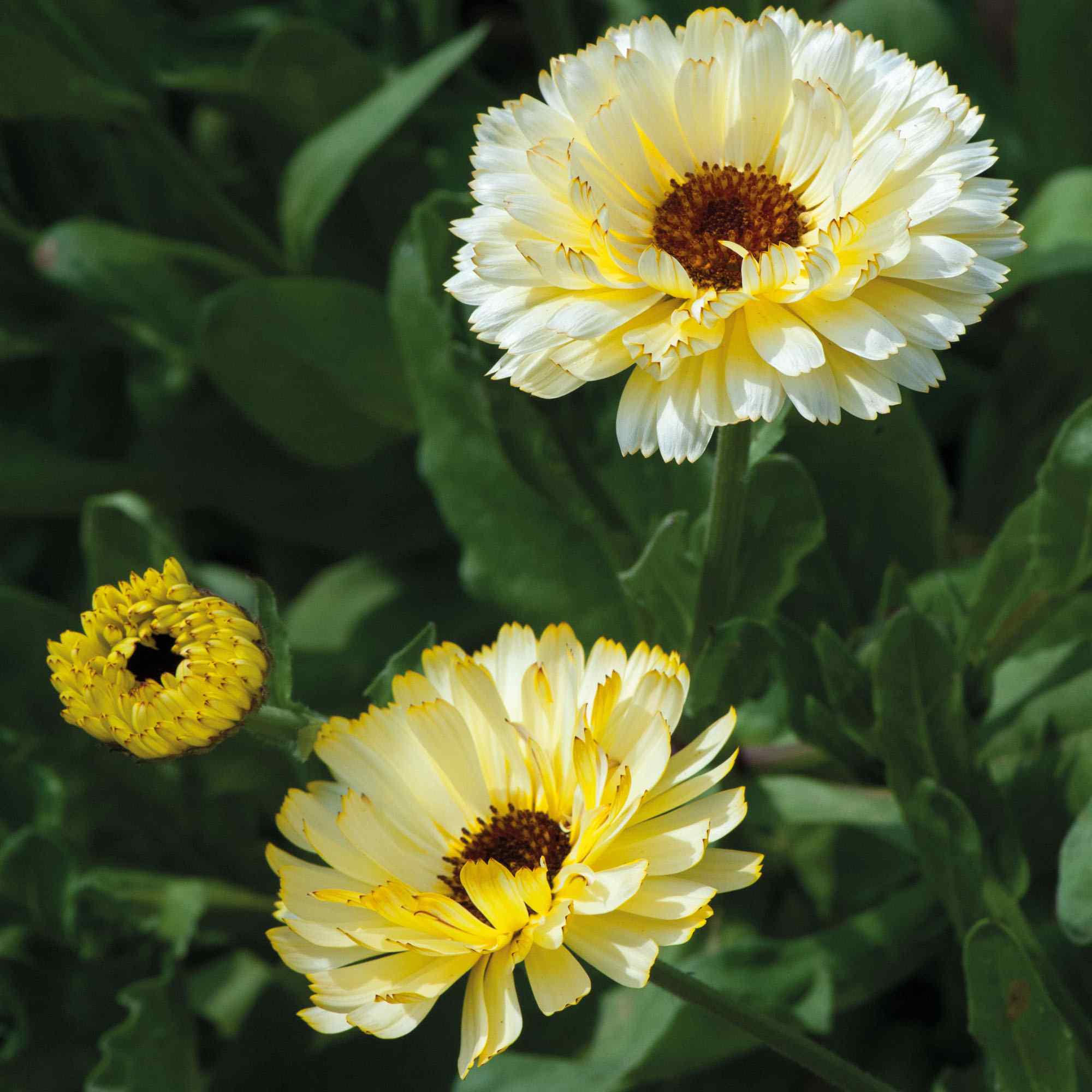 Pot Marigold Seeds