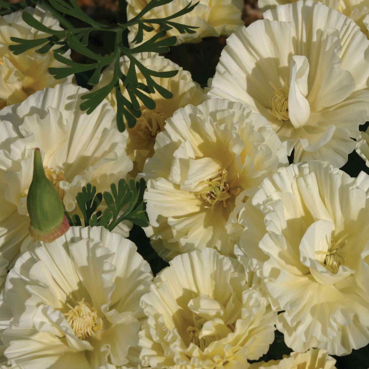 Eschscholzia Californica Cream Swirl