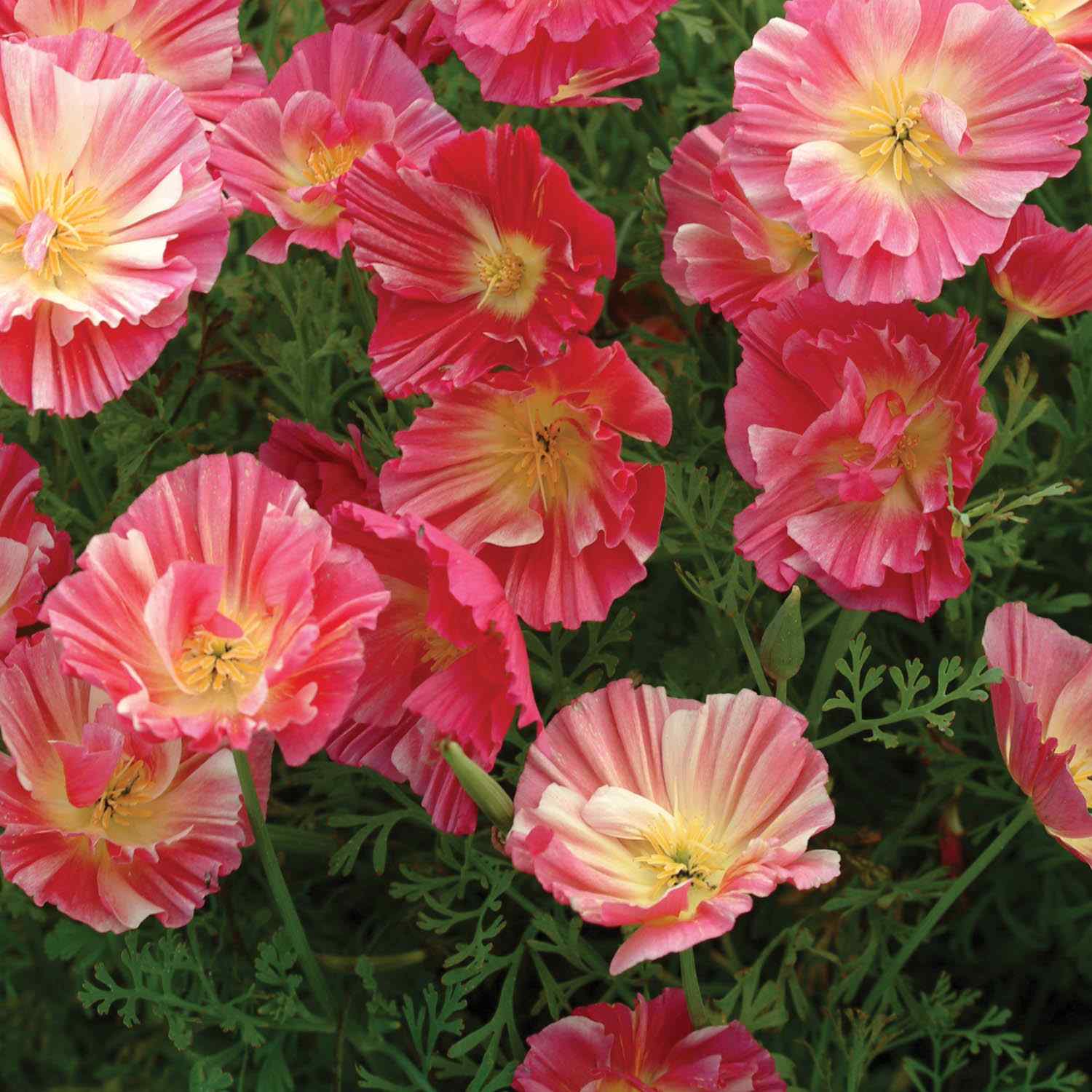 Eschscholzia Californica Rose Chiffon