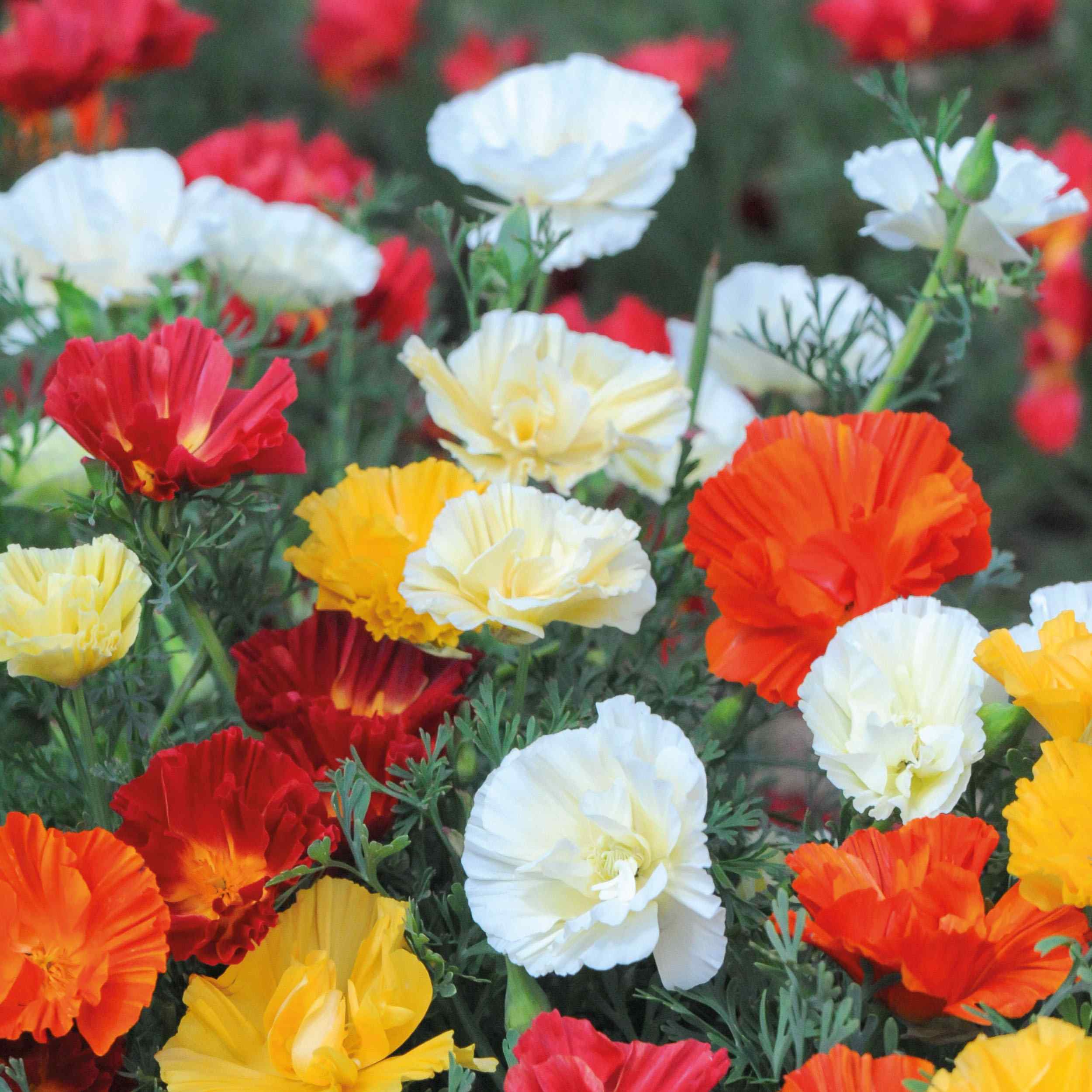 Eschscholzia Californica Swirl Mix