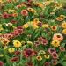 Rudbeckia Hirta Sahara Flowers