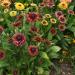 Rudbeckia Sahara Beautiful Flowers