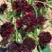 Scabiosa Pincushion Burgundy Beau