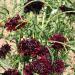 Pincushion Burgundy Beau