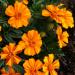 French Marigold Bambino Container Plant