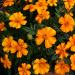 French Marigold Bambino Flower Seeds