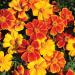 French Marigold Sunglow Container Plant