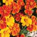 French Marigold Sunglow Flower Seeds