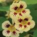 Nasturtium Orchid Cream Climbing Vine